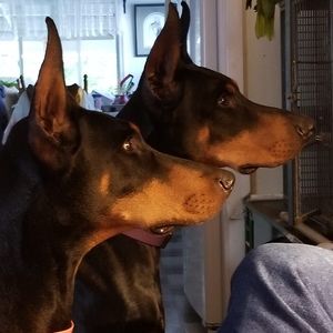 Meet your Posher, Jill